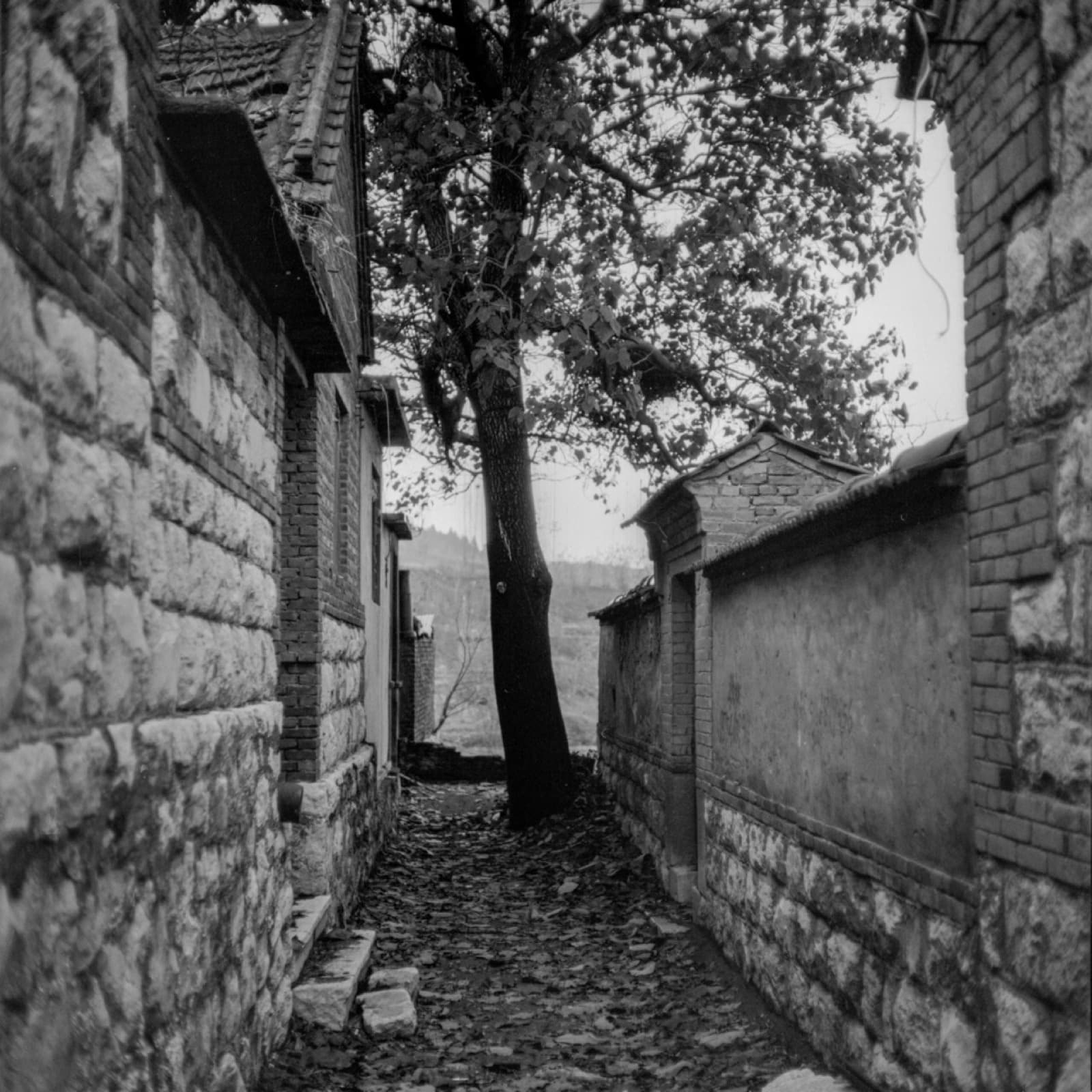 Forgotten Ancestors - Image 3