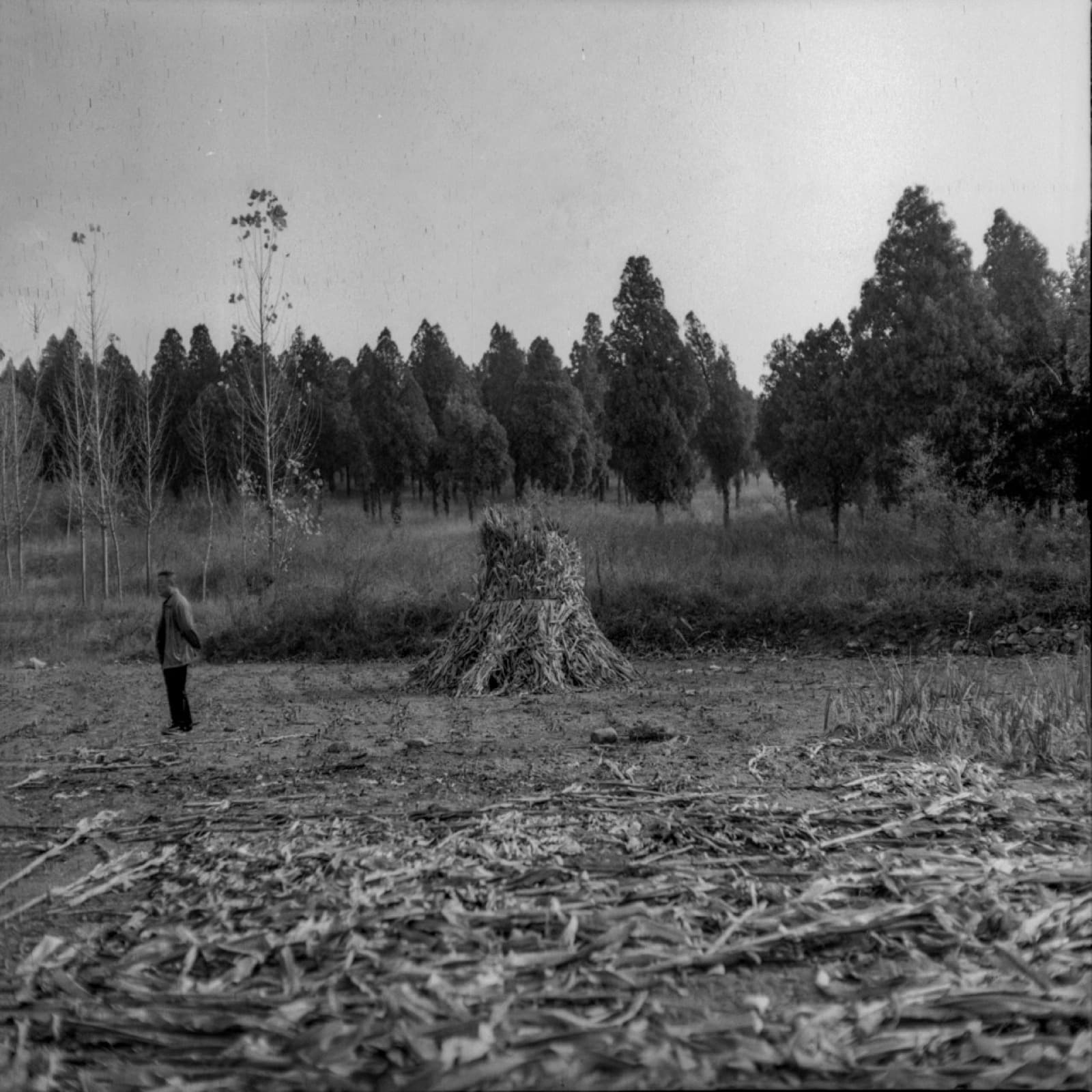 Forgotten Ancestors - Image 4