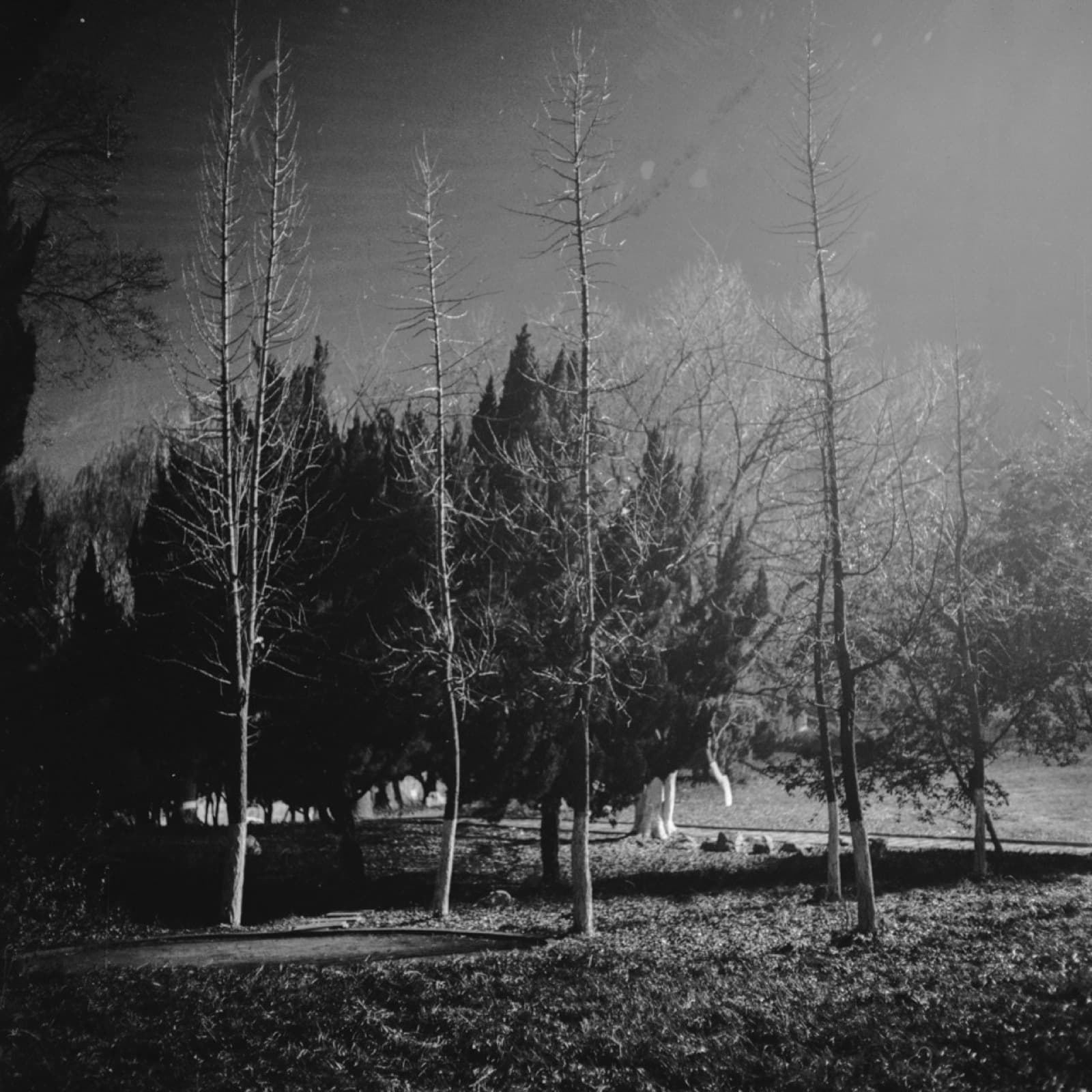 Forgotten Ancestors - Image 6