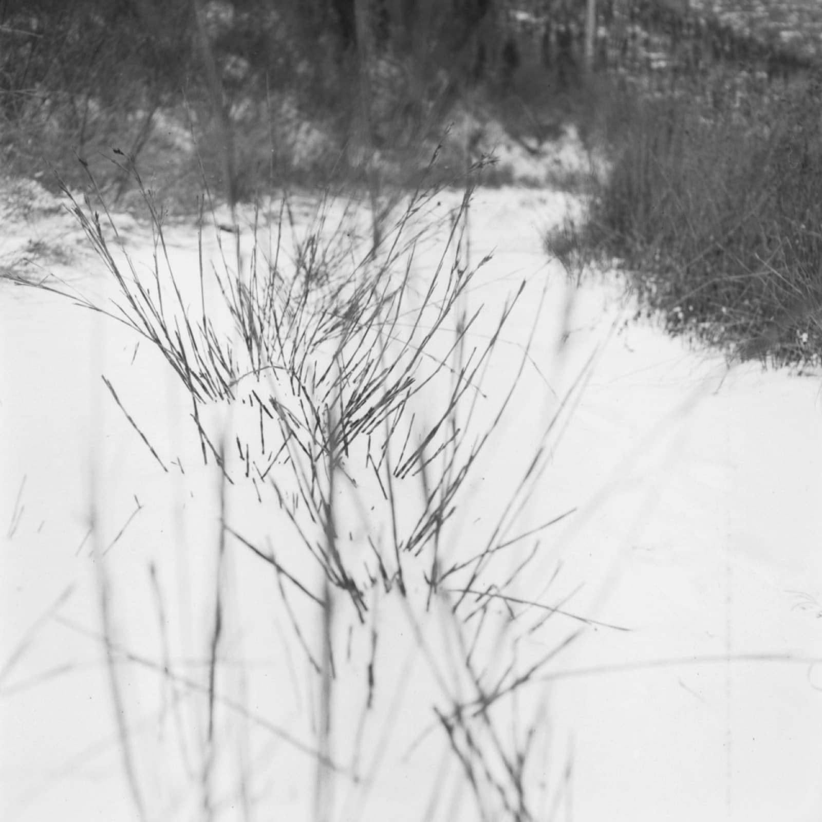 Forgotten Ancestors - Image 9