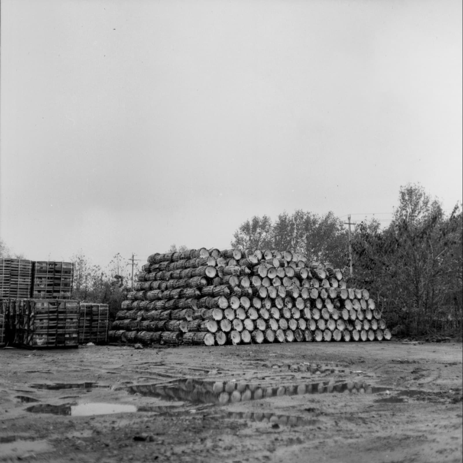 Forgotten Ancestors - Image 13