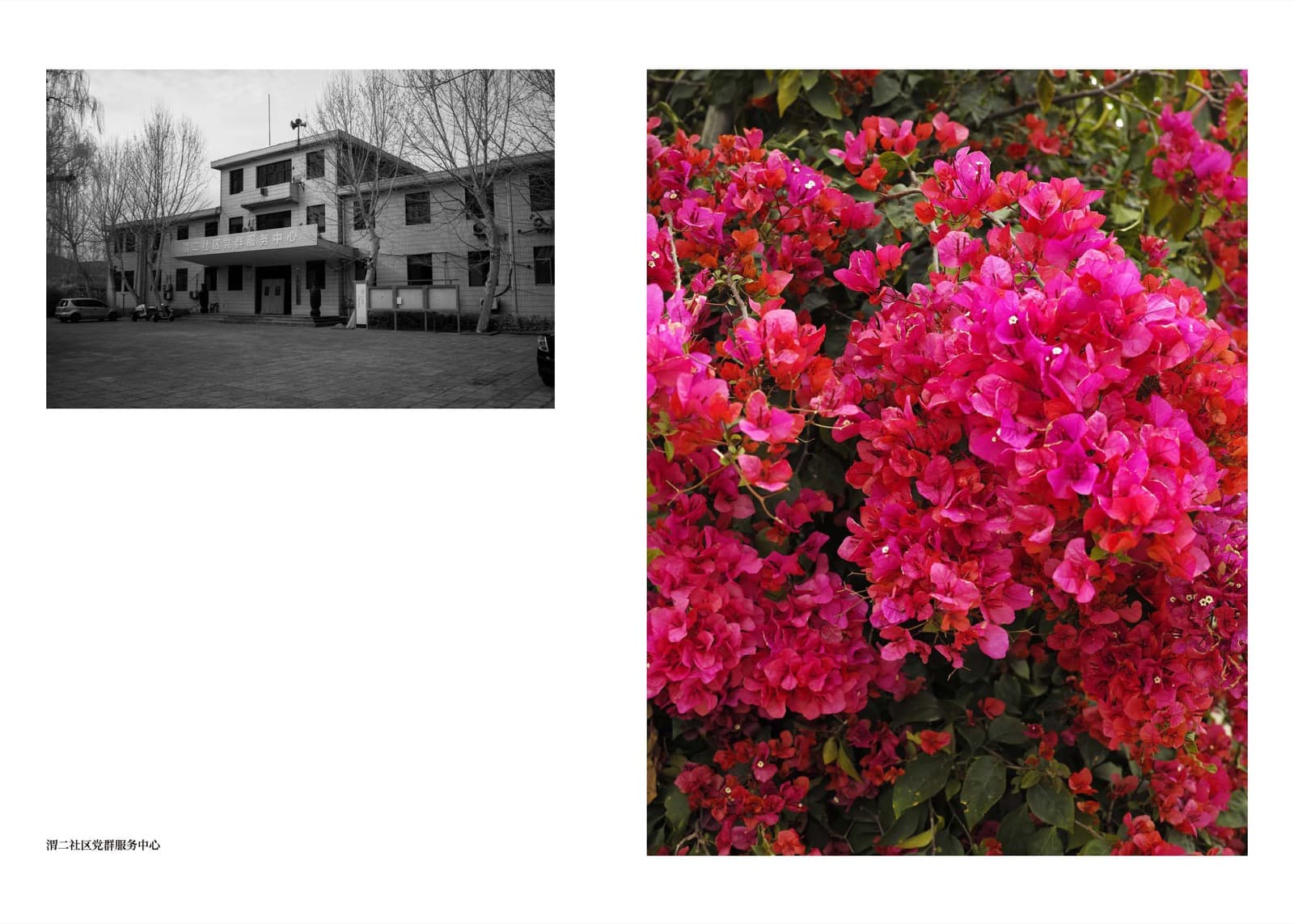 Wheat Grows Beneath the Snow - Image 14