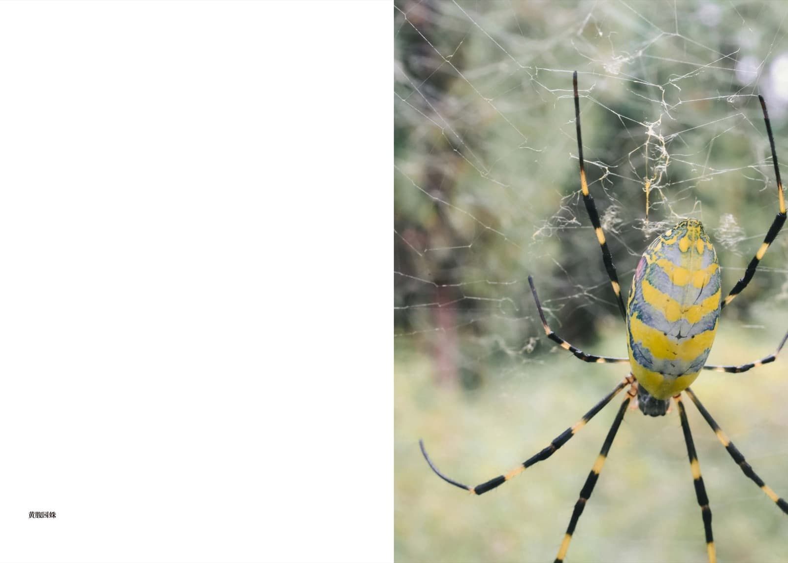 Wheat Grows Beneath the Snow - Image 16