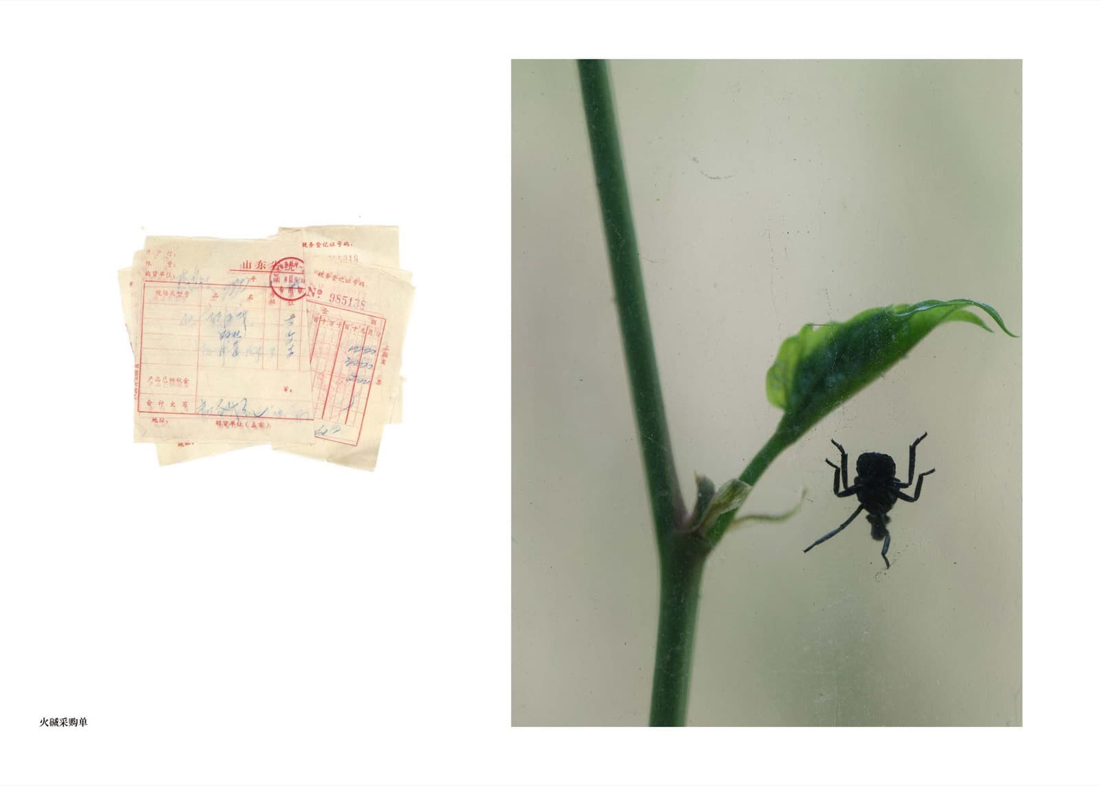 Wheat Grows Beneath the Snow - Image 41